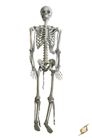 Skeleton Full Size